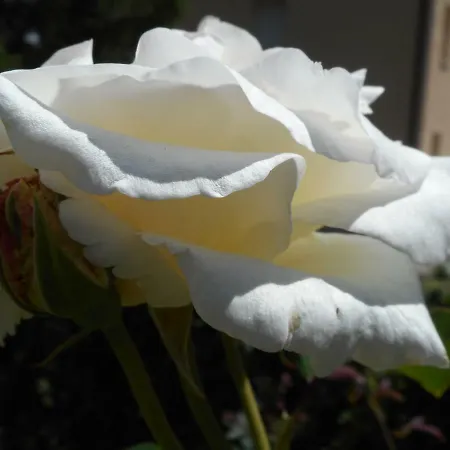 A Due Passi Dal Cuore Bed & Breakfast Nocera Umbra